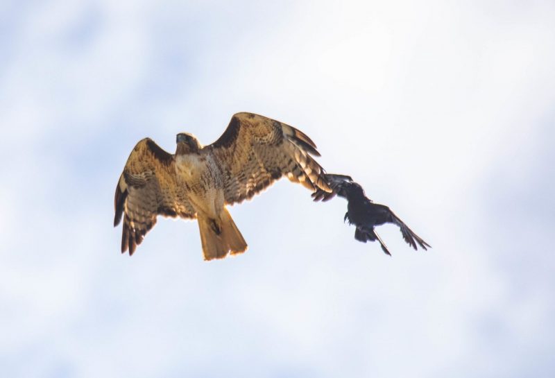 Red-tailed Hawk and American Crow in flight. Canon EOS 5D Mark IV with TAMRON SP 150-600mm F/5-6.3 Di VC USD G2 A022, handheld, 1/4000 sec., f/7.1, ISO 1600. Natural Bridges, Santa Cruz, California.