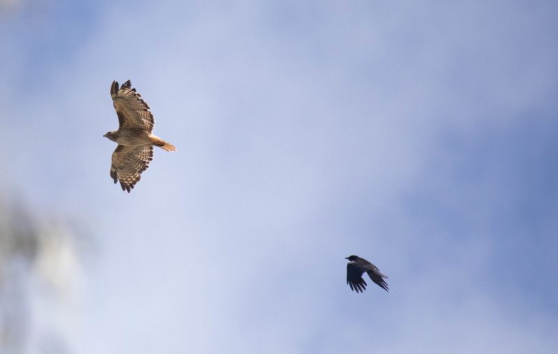 Red-tailed Hawk and American Crow in flight. Canon EOS 5D Mark IV with TAMRON SP 150-600mm F/5-6.3 Di VC USD G2 A022, handheld, 1/4000 sec., f/7.1, ISO 1600. Natural Bridges, Santa Cruz, California.