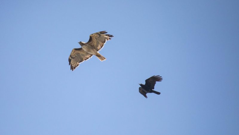 Red-tailed Hawk and American Crow in flight. Canon EOS 5D Mark IV with TAMRON SP 150-600mm F/5-6.3 Di VC USD G2 A022, handheld, 1/4000 sec., f/6.3, ISO 2000. Natural Bridges, Santa Cruz, California.