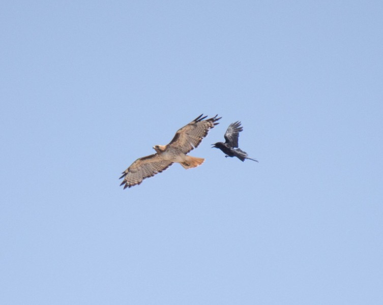 Red-tailed Hawk and American Crow in flight. Canon EOS 5D Mark IV with TAMRON SP 150-600mm F/5-6.3 Di VC USD G2 A022, handheld, 1/4000 sec., f/7.1, ISO 1250. Natural Bridges, Santa Cruz, California.