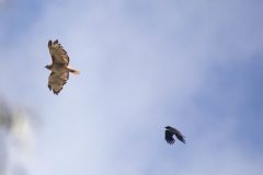 Red-tailed Hawk and American Crow in flight. Canon EOS 5D Mark IV with TAMRON SP 150-600mm F/5-6.3 Di VC USD G2 A022, handheld, 1/4000 sec., f/7.1, ISO 1600. Natural Bridges, Santa Cruz, California.