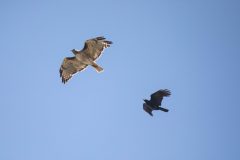 Red-tailed Hawk and American Crow in flight. Canon EOS 5D Mark IV with TAMRON SP 150-600mm F/5-6.3 Di VC USD G2 A022, handheld, 1/4000 sec., f/6.3, ISO 2000. Natural Bridges, Santa Cruz, California.
