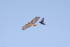 Red-tailed Hawk and American Crow in flight. Canon EOS 5D Mark IV with TAMRON SP 150-600mm F/5-6.3 Di VC USD G2 A022, handheld, 1/4000 sec., f/7.1, ISO 1250. Natural Bridges, Santa Cruz, California.