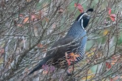 California Quail