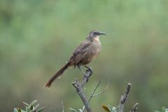 California Thrasher