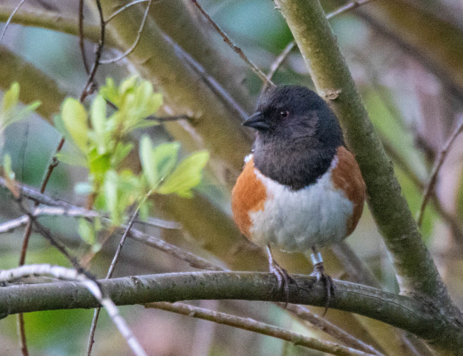 Banded Spotted Towhee