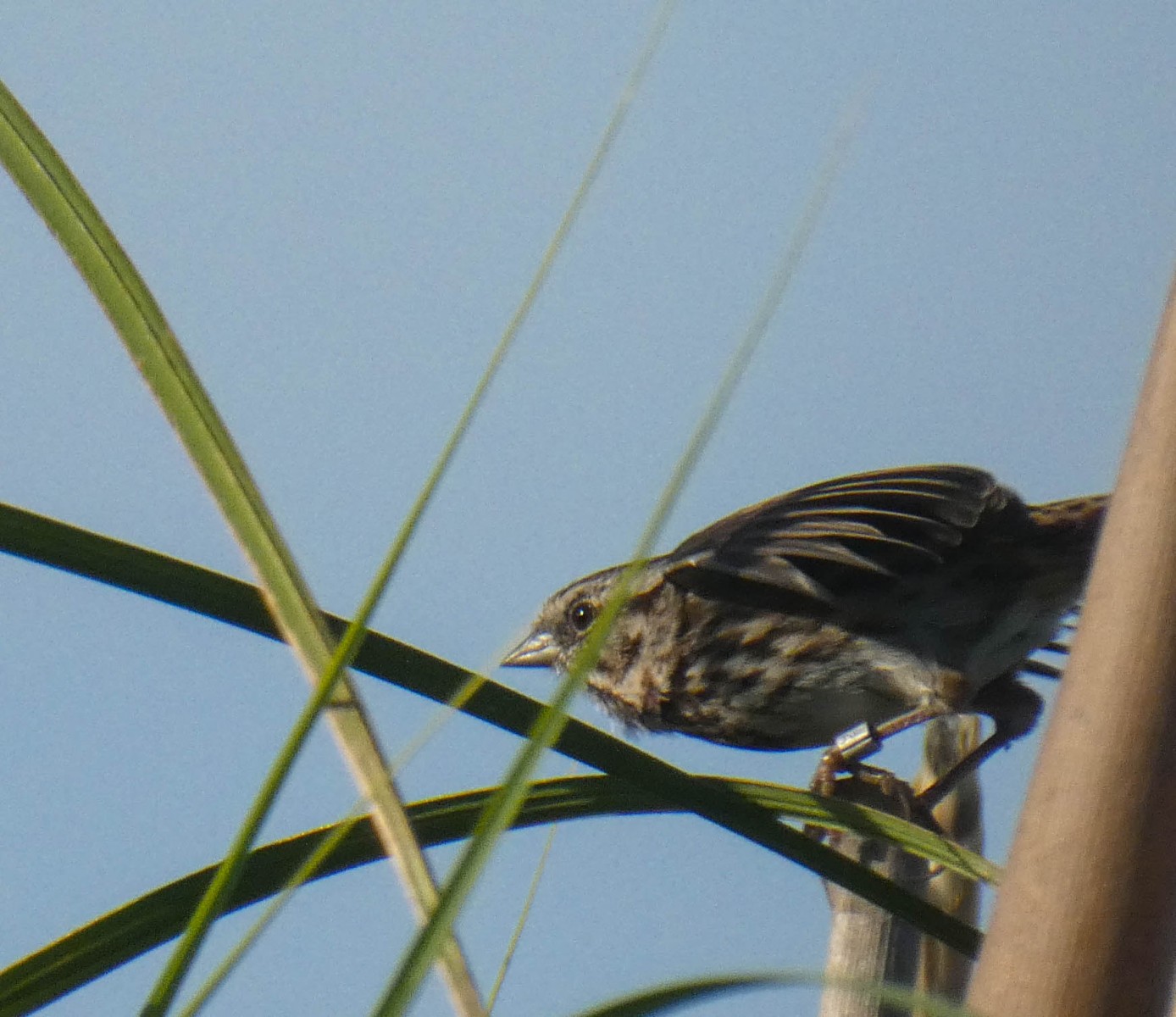 Banded Song Sparrow