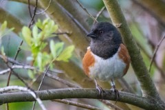 Banded Spotted Towhee