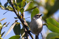 Banded Bushtit