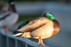 Banded Mallard