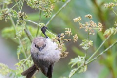 Banded Bushtit