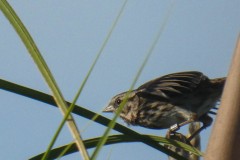 Banded Song Sparrow