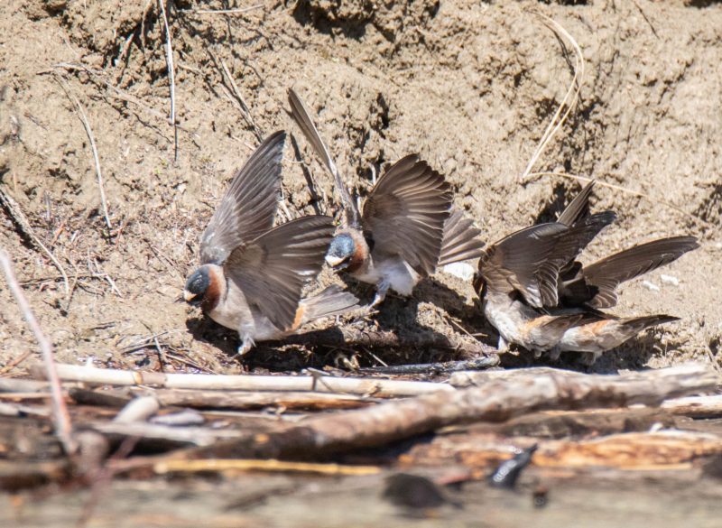 Barn Swallows gathering nesting material. Canon EOS 5D Mark IV with TAMRON SP 150-600mm F/5-6.3 Di VC USD G2 A022, handheld, 1/4000 sec., f/6.3, ISO 2500. Noxon Reservoir, Trout Creek, Montana.