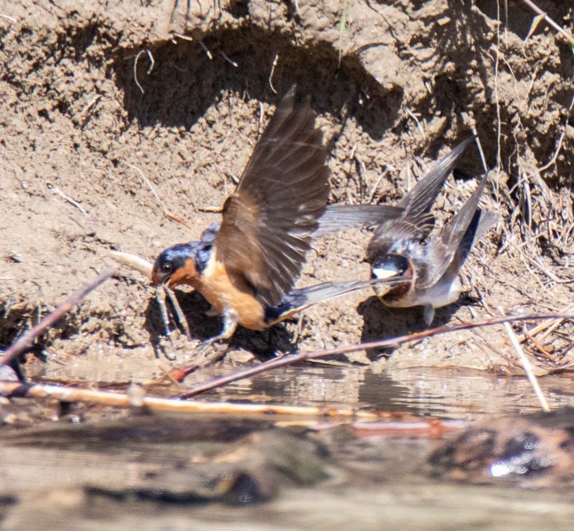 Barn Swallows gathering nesting material. Canon EOS 5D Mark IV with TAMRON SP 150-600mm F/5-6.3 Di VC USD G2 A022, handheld, 1/4000 sec., f/6.3, ISO 2500. Noxon Reservoir, Trout Creek, Montana.