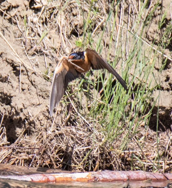 Barn Swallows gathering nesting material. Canon EOS 5D Mark IV with TAMRON SP 150-600mm F/5-6.3 Di VC USD G2 A022, handheld, 1/4000 sec., f/7.1, ISO 2500. Noxon Reservoir, Trout Creek, Montana.