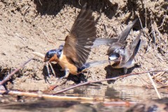 Barn Swallows gathering nesting material. Canon EOS 5D Mark IV with TAMRON SP 150-600mm F/5-6.3 Di VC USD G2 A022, handheld, 1/4000 sec., f/6.3, ISO 2500. Noxon Reservoir, Trout Creek, Montana.