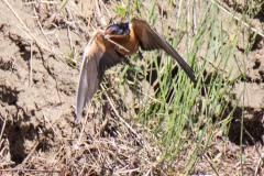 Barn Swallows gathering nesting material. Canon EOS 5D Mark IV with TAMRON SP 150-600mm F/5-6.3 Di VC USD G2 A022, handheld, 1/4000 sec., f/7.1, ISO 2500. Noxon Reservoir, Trout Creek, Montana.