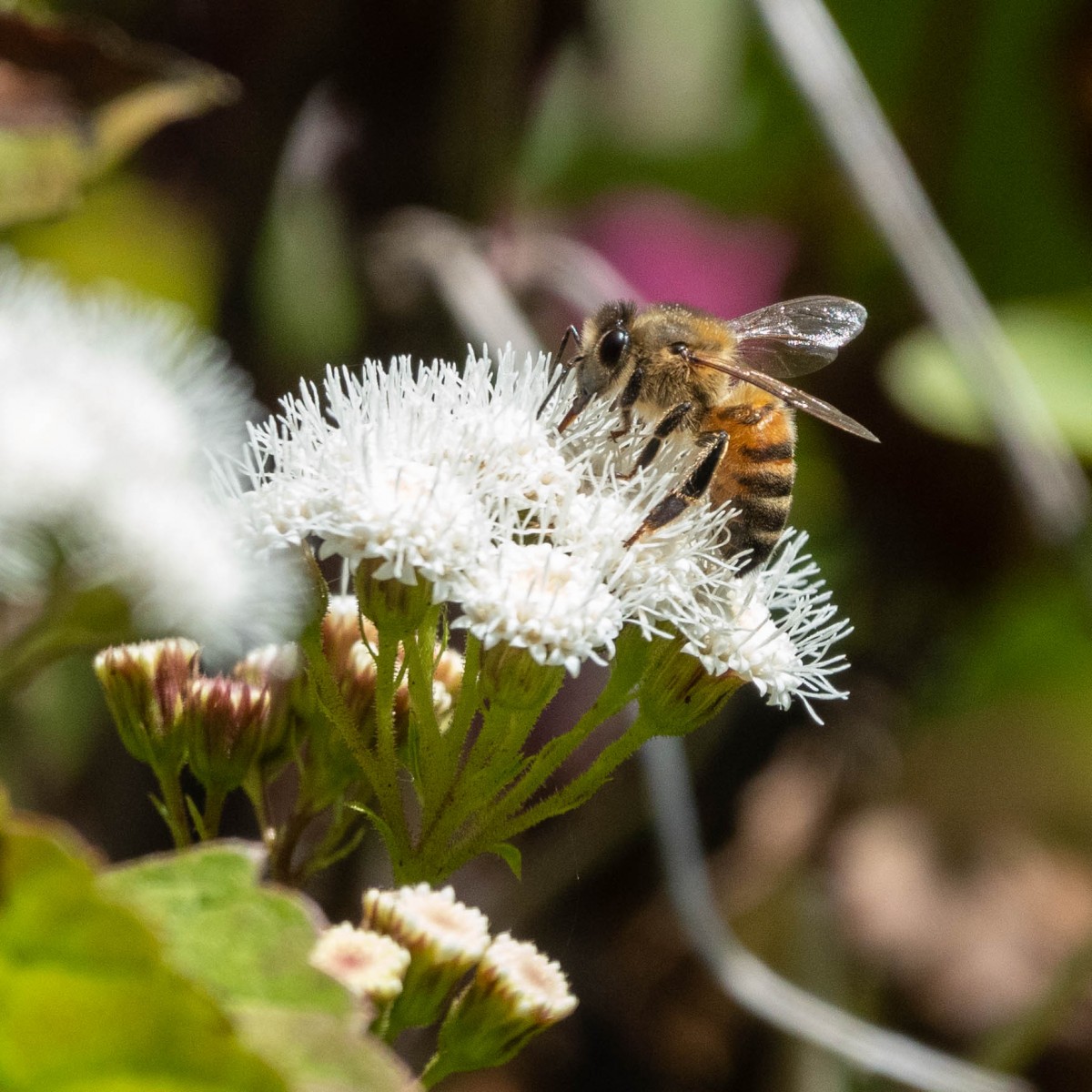 Western Honey Bee on Sticky Snakeroot
