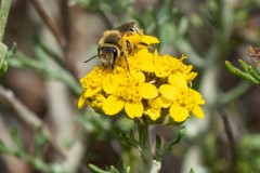 Sweat Bee on Tansy Mustard