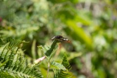 Lorquin's Admiral butterly