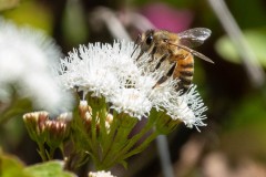 Western Honey Bee on Sticky Snakeroot