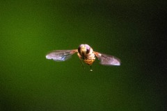 Northern Rotund-Resin Bee