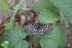 Variable Checkerspot butterly