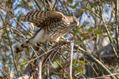 Coopers-Hawk-in-Tree-Preparing-to-Take-Off-2_0178-scaled