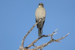 Townsend's Solitaire at the top of a branch, closeup