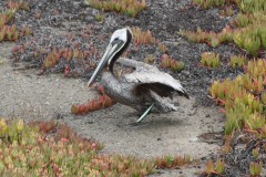 Brown Pelican. Canon EOS Digital Rebel XSi with EF75-300mm f/4-5.6, 1/500 sec., f/8, ISO 320. Mori Point, Pacifica, California.