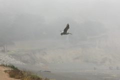 Brown Pelican. Canon EOS Digital Rebel XSi with EF75-300mm f/4-5.6, 1/1000 sec., f/7.1, ISO 400. Mori Point, Pacifica, California.