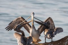 Brown Pelicans begging