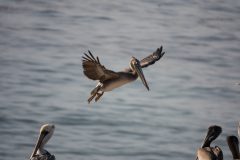 Brown Pelican landing