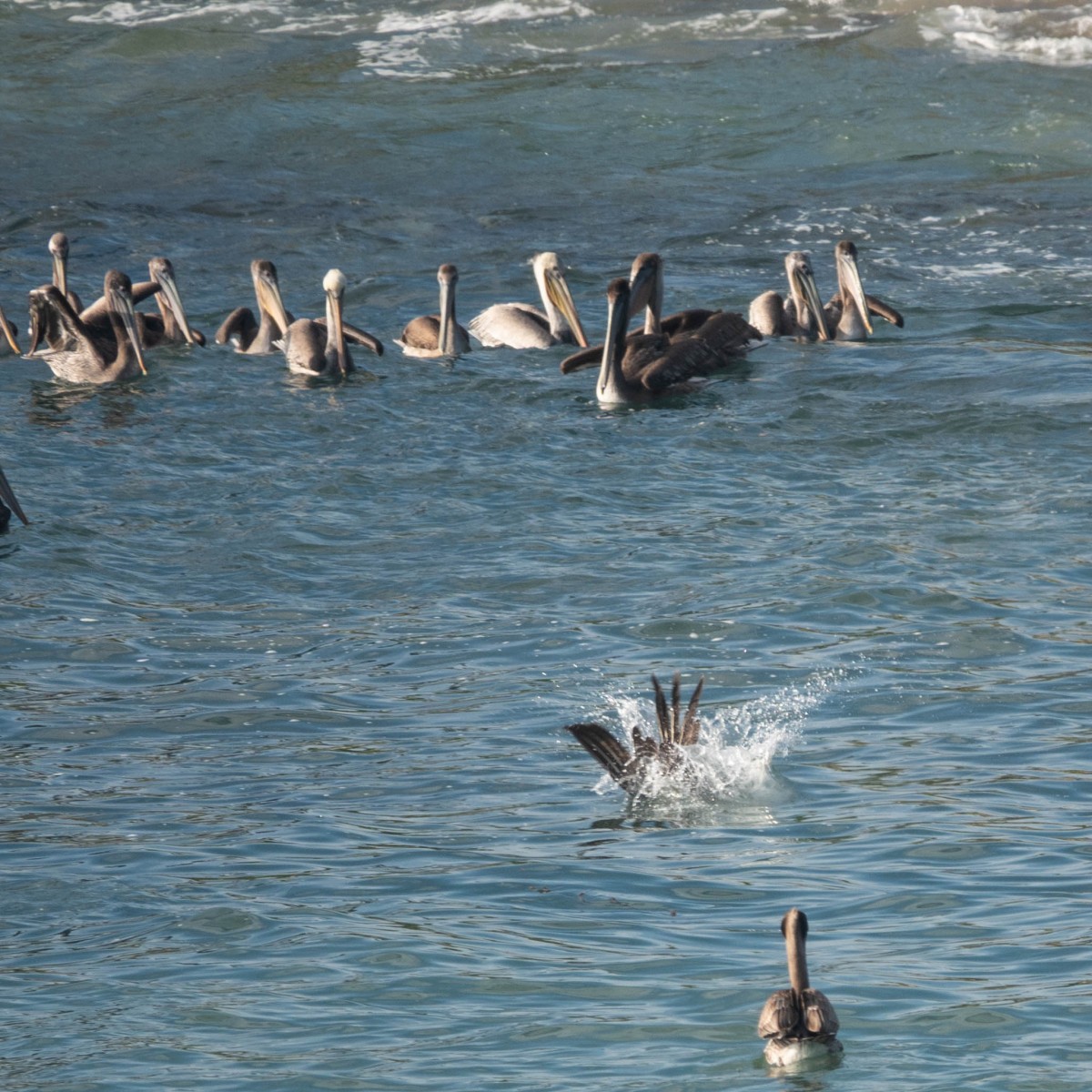 Brown Pelican diving off West Cliff Drive