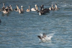 Brown Pelican diving off West Cliff Drive