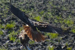 Red-tailed Hawk. Panasonic DC-FZ80, handheld, 1/320 sec., f/5.6, ISO 80. Santa Cruz, California.