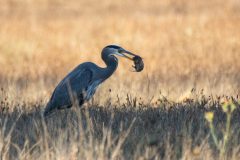 Great Blue Heron. Canon EOS 80D with TAMRON SP 150-600mm F/5-6.3 Di VC USD G2 A022, handheld, 1/1000 sec., f/6.3, ISO 800.