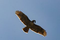 Red-tailed Hawk. Canon EOS 80D with TAMRON SP 150-600mm F/5-6.3 Di VC USD G2 A022, handheld, 1/1000 sec., f/711, ISO 200. Joseph D. Grant Park, Santa Clara County, California.