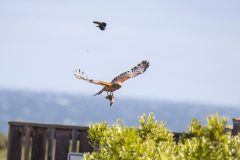 Red-shouldered Hawk. Canon EOS 5D Mark IV with TAMRON SP 150-600mm F/5-6.3 Di VC USD G2 A022, handheld, 1/1600 sec., f/7.1, ISO 800. Santa Cruz, California.