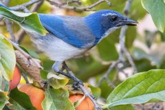 California-Scrub-Jay-in-Persimmon-with-Persimmon-in-Open-Beak-2_0106-scaled