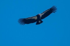 Condor #46 Timber Top Trail 2/1/2022