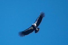 Condor #46 Timber Top Trail 2/1/2022