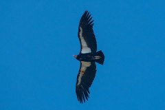 Condor #4 Timber Top Trail 2/1/2022