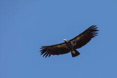 Condor #15 Timber Top Trail 10/1/2021