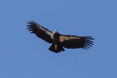 Condor #46 Timber Top Trail 10/1/2021