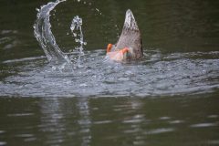 Dabbling Mallard. Canon EOS 5D Mark IV with TAMRON SP 150-600mm F/5-6.3 Di VC USD G2 A022, handheld, 1/4000 sec., f/6.3, ISO 12800. Neary Lagoon, Santa Cruz, California.