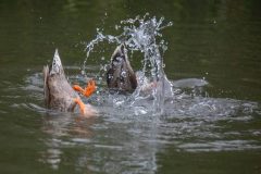 Dabbling Mallards. Canon EOS 5D Mark IV with TAMRON SP 150-600mm F/5-6.3 Di VC USD G2 A022, handheld, 1/4000 sec., f/6.3, ISO 12800. Neary Lagoon, Santa Cruz, California.