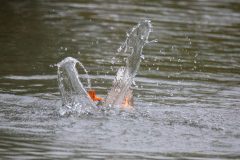 Dabbling Mallard. Canon EOS 5D Mark IV with TAMRON SP 150-600mm F/5-6.3 Di VC USD G2 A022, handheld, 1/4000 sec., f/6.3, ISO 12800. Neary Lagoon, Santa Cruz, California.