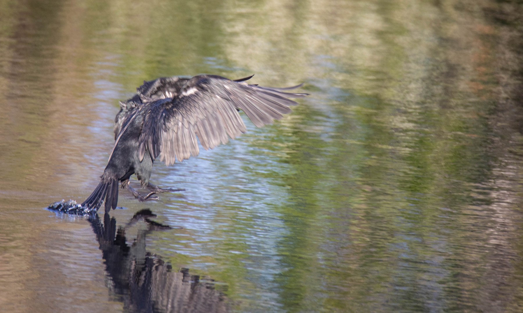 Double-crested Cormorant landing.