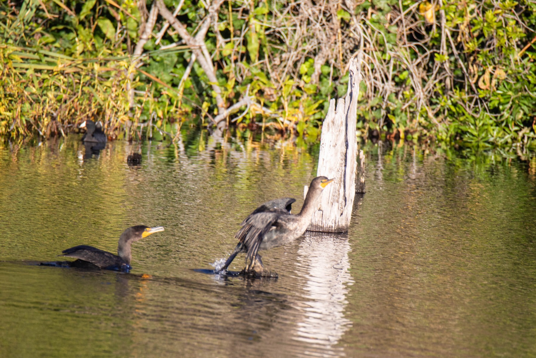Double-crested Cormorant claiming a small perch from another.